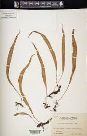 Image result for Lepisorus schraderi