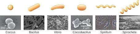 Types Of Microorganisms Microbiology