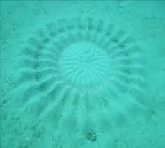 A Pattern On The Ocean Floor Made By A Fish Sand Art Amazing Art Japanese Puffer Fish