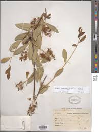 Image result for Boscia matabelensis