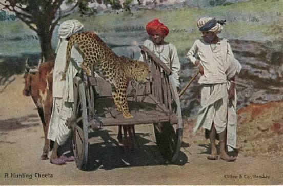 Historical look at cheetah hunting in British India