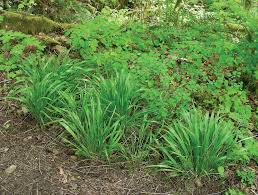 Check spelling or type a new query. False Brome Columbia Gorge