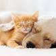 ADOPTION EVENT! Dogs & Cats event image