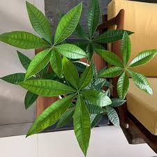 Image result for Pachira glabra