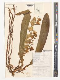 Image result for Diaphananthe vesicata