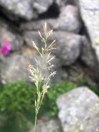 Image result for Trisetopsis milanjianum