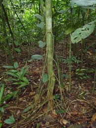 Image result for Caloncoba crepiniana