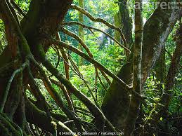 Image result for Uapaca