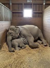 Elephant comforted by lullaby at night