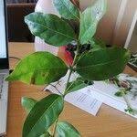 Image result for Kraussia floribunda