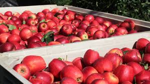 Each time 1 more tree is planted per acre, the yield decreases by 1 bushel (bu) per tree as a result of crowding. Inside The Life Of An Apple Picker The Salt Npr