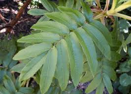 Image result for Hagenia abyssinica