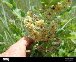 Image result for Xysmalobium
