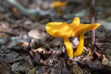 Drop-in Nature Journal Club