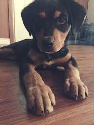 All dogs have the potential to develop genetic health problems as all breeds are susceptible to some things more the chocolate lab mixed with the rottweiler might be prone to joint dysplasia, pano, allergies, ear infections, cold tail, acute moist dermatitis. 18 Rottweiler Lab Mix Ideas Rottweiler Rottweiler Mix Rottweiler Puppies