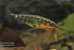 ADW: Gasterosteus aculeatus: INFORMATION