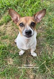 The best way to determine the temperament of a mixed breed is to look up all breeds in the cross and know you can get any combination of any of the characteristics found in either breed. Dog For Adoption Gilligan A Jack Russell Terrier Chihuahua Mix In Jonesboro Ga Petfinder