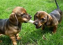 Have your puppy flown to your nearest airport in pet. Dachshund Wikipedia