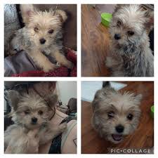 Meet my little Coco. He's such a cuddly baby, and in just 2 days he's  already extremely attached to me. He doesn't like me to leave his sight,  and he follows right