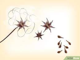 We did not find results for: How To Propagate Clematis With Pictures Wikihow