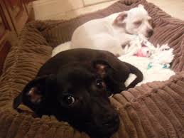 Any questions and/or issues regarding the price, temperament, health, and/or payment of the puppy should be done directly with the breeder/owner of the puppy. Chihuahua Labrador Pets Lovers