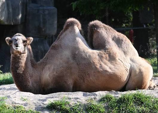 Bactrian Camel | Animals at Brookfield Zoo Chicago