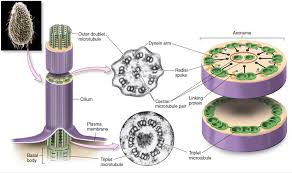 In the mutation, a single nucleotide is replaced in the portion of dna which codes for a unit of hemoglobin. Disorders Of Organelles Medical Genetics 1st Ed