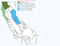 Image result for Brachythrix glomerata