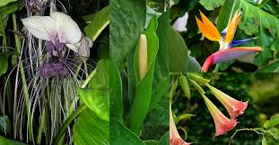 Leaves, plants, flowers, fruits, seeds, nuts, buds, trees. 40 Best Tropical Flowers You Should Know With Pictures Florgeous