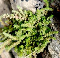 Image result for Crassula schimperi