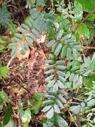 Image result for Dalbergia bracteolata