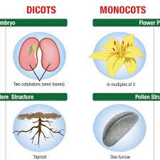 Exploring Monocots and Dicots | Carolina Biological Supply