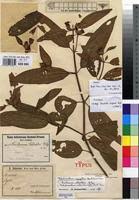 Image result for Melastomastrum segregatum