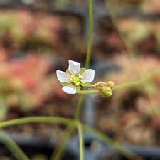 Image result for Drosera natalensis
