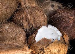 Dans une casserole, mélangez le riz avec 1 1/4 tasse (315 ml) de lait de coco et l'eau. Pile De Zeste De Noix De Coco Un Spectacle De Noix De Coco A L Interieur De La Viande De Noix De Coco Blanc Banque D Images Et Photos Libres De Droits Image 38491140