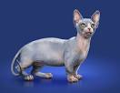 Available Minskin Kittens For Sale & Cats For Adoption