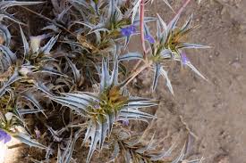 Image result for Blepharis transvaalensis