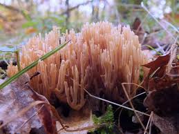 Image result for Ramaria stricta
