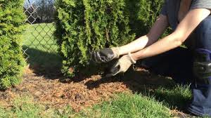 Learn how to plant arborvitae as specimen trees or privacy screens by following this step by step guide. How To Plant Emerald Green Arborvitae Privacy Trees Distance Etc Pretty Purple Door