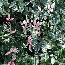 Maybe you would like to learn more about one of these? 23 Of The Best Variegated Shrubs For Your Landscape Gardener S Path