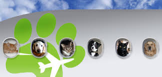 As a pet owner, your role in the process would be to request a shipment to. Pet Transportation Services In Connecticut Limousines Of Connecticut