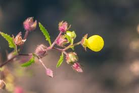 Image result for Calceolaria tripartita