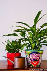 Use shelving or hang plants to house all your plants inside for the winter safely. Winter Houseplant Care Key Points For Keeping Your Indoor Plants Alive