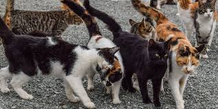 For the past year, he has been hissing at his backside. Covid 19 Advice For Those Undertaking Tnr Or Feeding Unowned Cats International Cat Care