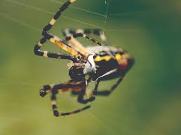 I grow very large garden spiders at my house. What Do Garden Spiders Look Like Get Rid Of Spiders Orkin