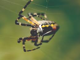 Please be sure to answer the question. What Do Garden Spiders Look Like Get Rid Of Spiders Orkin
