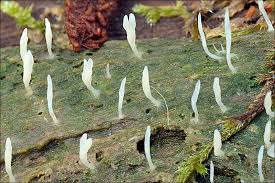 Image result for Multiclavula mucida