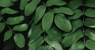Jual produk daun nangka kering simplisia murah dan terlengkap september 2020 bukalapak. 4 Manfaat Tidak Terduga Daun Nangka Untuk Kesehatan Anda Glitzmedia Co