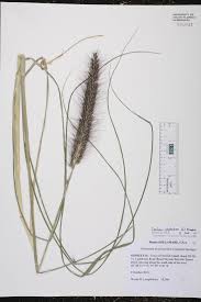 Image result for Cenchrus polystachios