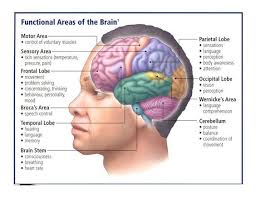 Pin By Dimple On Health Brain Parts And Functions Human Brain Parts Brain Parts